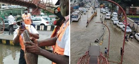 Live Catfish Caught On Road Amid Heavy Rain In Bengaluru