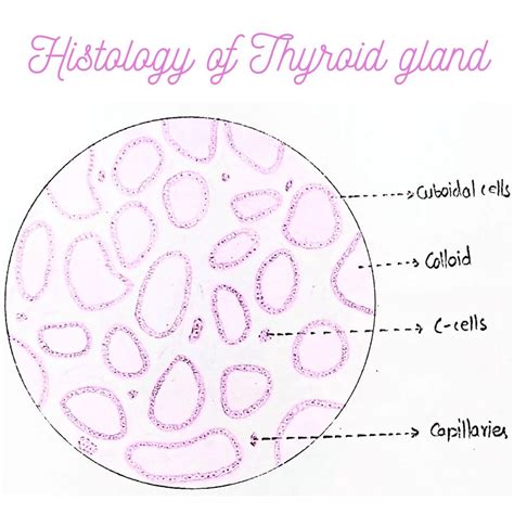 Premieka Muthukumar on LinkedIn: #anatomy #thyroidgland #dentistry #denticodiary #histology…