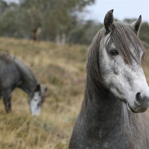 THE BEST Kosciuszko National Park Hotels with Fireplaces 2024 (Prices ...