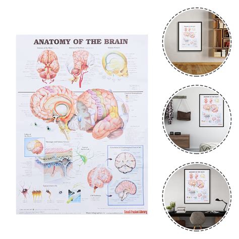 Buy Hemobllo Anatomical Poster Brain Anatomy Poster Brain Anatomy Chart ...