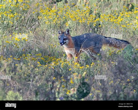 Gray fox (Urocyon cinereoargenteus) at Prairie Dog Town in Mackenzie ...