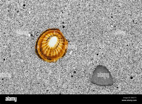 Image result for Orange Shell Gary