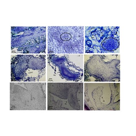 Indirect Somatic Embryogenesis: An Efficient and Genetically Reliable ...
