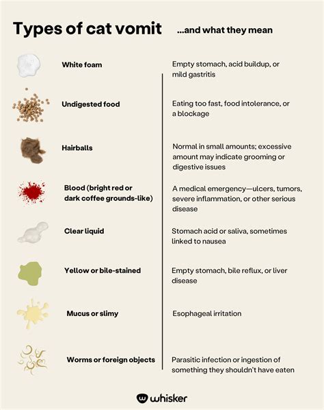 Cat Eats Too Fast And Vomits: Causes, Risks & Easy Solutions - Breeds of Cat