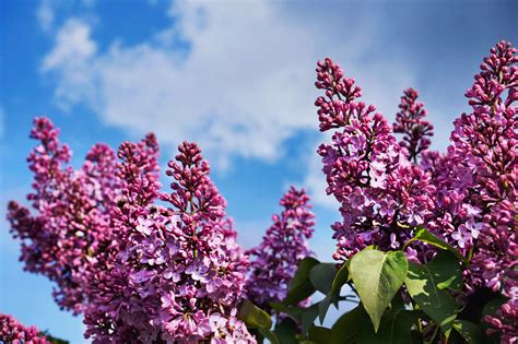 Best Ornamental Shrubs for Your Yard
