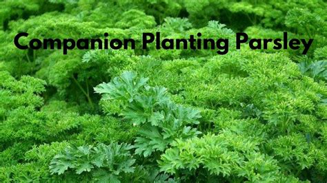 Companion Planting Parsley - Growing Guides