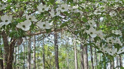 Pitt and Sylvan Springs Recreation Area – Florida Hikes
