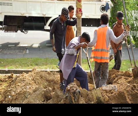 Image result for Tree-Planting Project