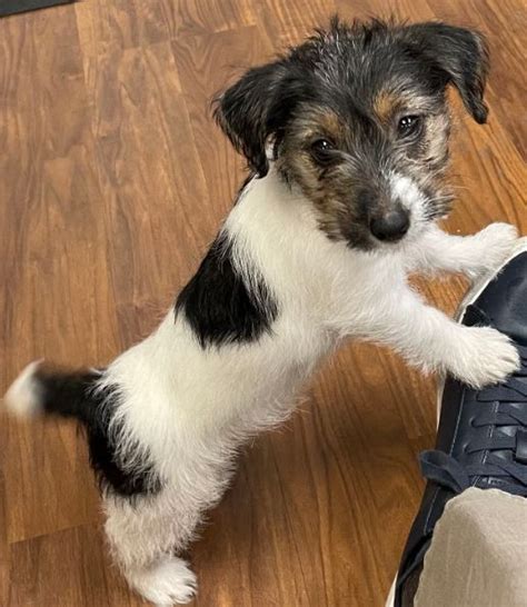 Image result for Mini Stumpy Jack Russell