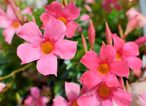 20 Full-Sun Annuals to Grow in Your Garden