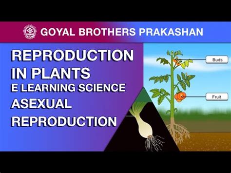 Asexual Methods of Reproduction in Plants - Reproduction in Plants ...