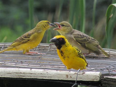 CLEOPATRA MOUNTAIN FARMHOUSE (Elandskop) - Hotel Reviews, Photos, Rate ...