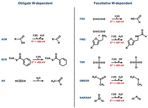 Tungstoenzymes: Occurrence, Catalytic Diversity and Cofactor Synthesis