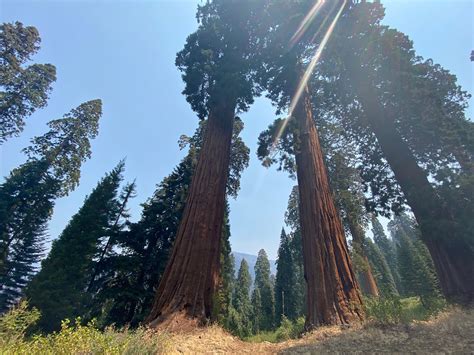 Sequoia Tree Needles