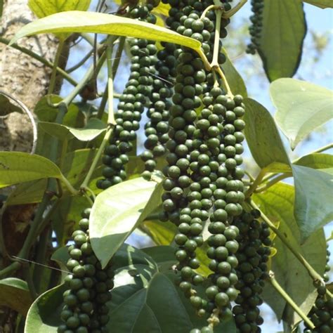 M-Tech Gardens Rare Blackpepper Plant (Panniyur - 9, Hybrid) Exotic 1 ...