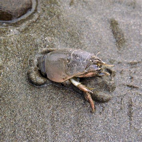 Sand Crabs