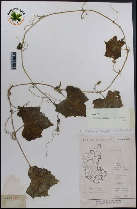 Herbarium JCB