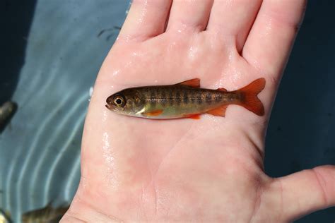 Baby Coho Salmon | FWS.gov