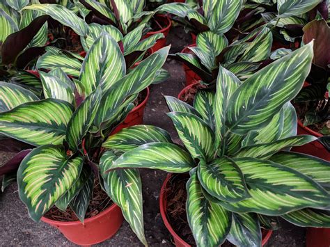 How to Care for Calathea | Apartment Therapy