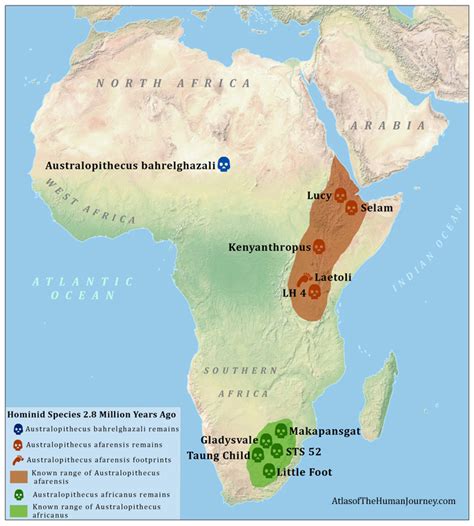 Image result for Australopithecus Evolution Chart