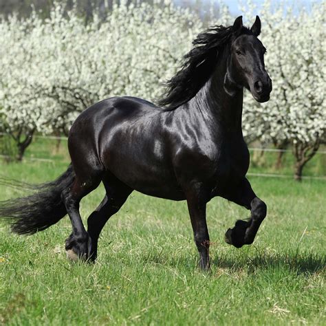 The Black Stallion Horse