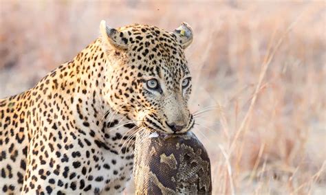 Python Eating Leopard 的图像结果