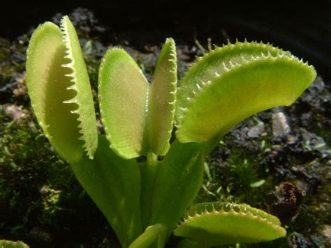 Tout ce que vous voulez savoir sur la Dionée