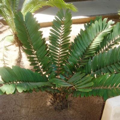 Zamia furfuracea