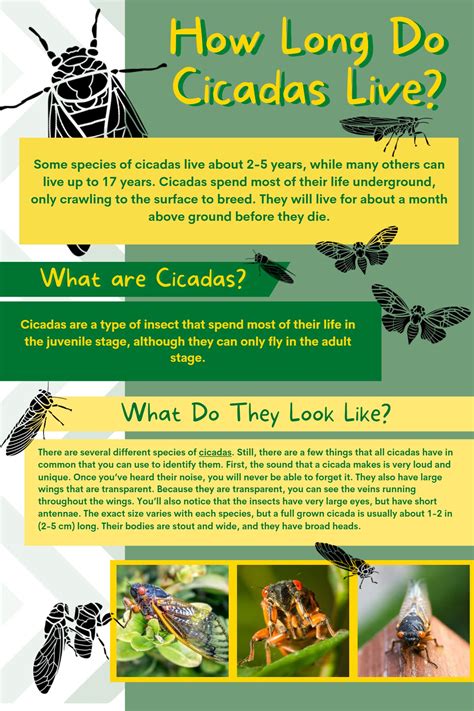 How Long Do Cicadas Live Underground