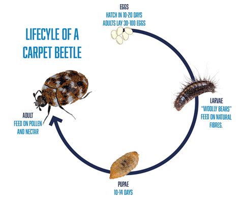 Carpet Beetles: Everything You Need to Know - Beaver Pest Control