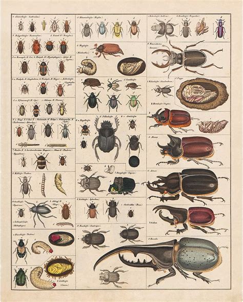 Image result for Printable Insect Identification Chart