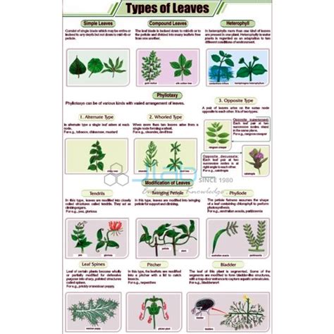 Types of Leaves Chart India, Types of Leaves Chart Manufacturer, Types ...