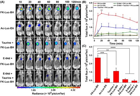 Image result for Intraperitoneal Injection of BALB/c Mice