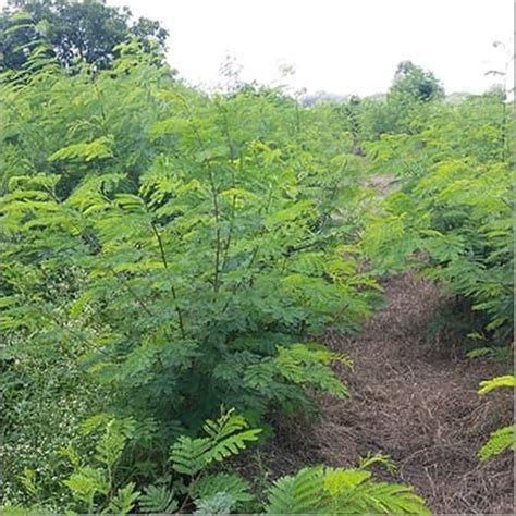 Leucaena Leucocephala -Subabul, Jumbay, White Lead Tree, River Tamarind ...