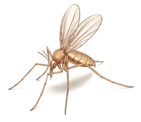 What Are Sand Flies? Appearance, Behavior, Bites & More