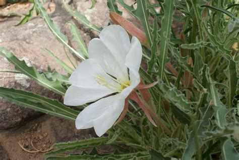 Oenothera cespitosa - tufted evening primrose, stemless evening ...