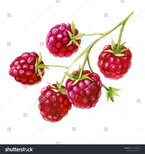 Image result for Raspberry Color Artwork
