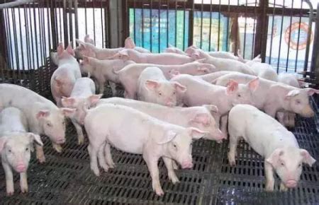 山西省生猪缺口达350万头，自给率仅为46%！这个省严调出、猛养猪 - 猪好多网