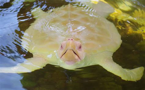 Color Patterns With Sea Turtles