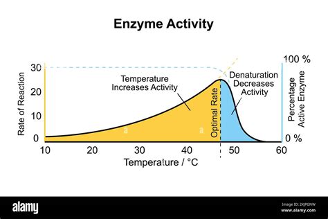 Enzyme Activity Process 的图像结果