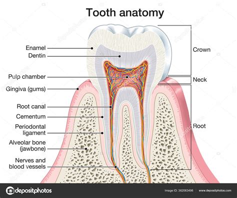 Ilustración Que Muestra Anatomía Diente — Foto de stock #362063498 ...
