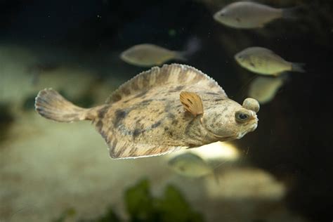 Sanddab | Animals | Monterey Bay Aquarium