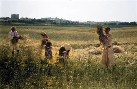 Ruth Threshing Floor