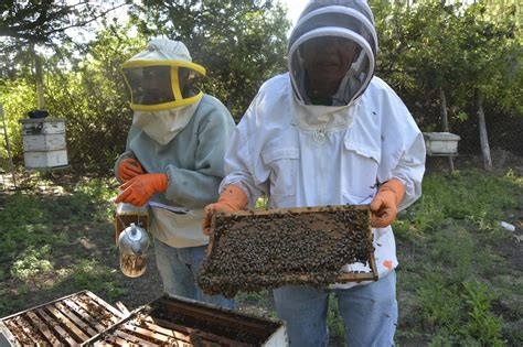 Africanized honey bees | The BeeMD