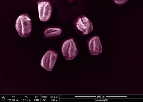 Image result for Flower Pollen Under Microscope