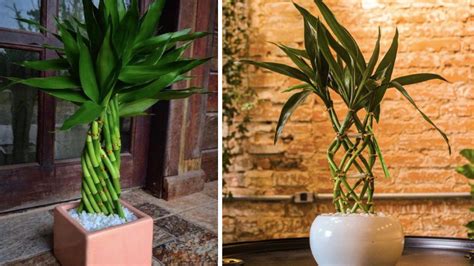 Image result for Bambu Da Sorte