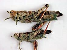 Indiana Locust 的图像结果