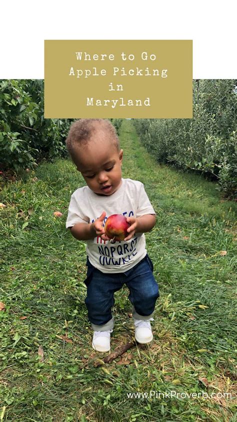 Best Places to Go Apple Picking In Maryland | Wellness Lifestyle ...