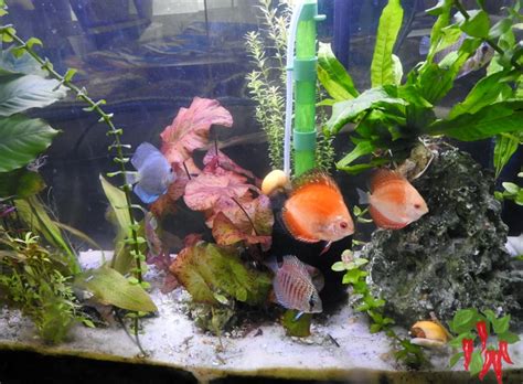 Image result for Setting Up a Discus Tank