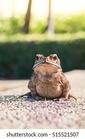 Toad Face 的图像结果